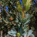 Dryandra sp., yemas