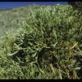 Echinospartium barnadesii