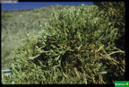Echinospartium barnadesii