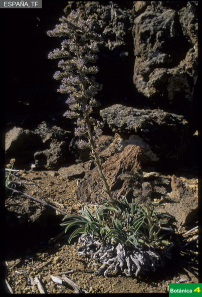 Echium auberianum fdl.jpg