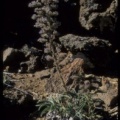 Echium auberianum