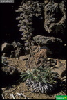Echium auberianum