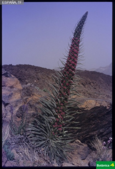Echium wildpretii fdl-1.jpg