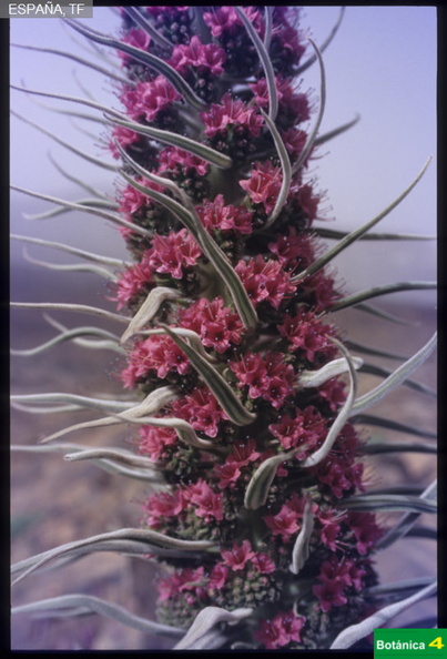 Echium wildpretii fdl-2.jpg