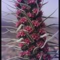 Echium wildpretii