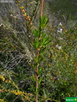 Eriogonum fasciculatum var. foliolosum