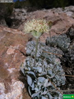 Eriogonum ovalifolium  Nutt.  var. vineum