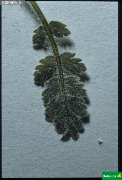 Erodium astragaloides fdl-1.jpg