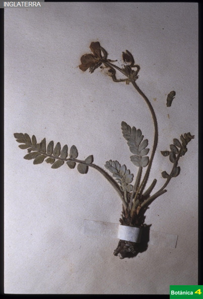 Erodium astragaloides fdl.jpg