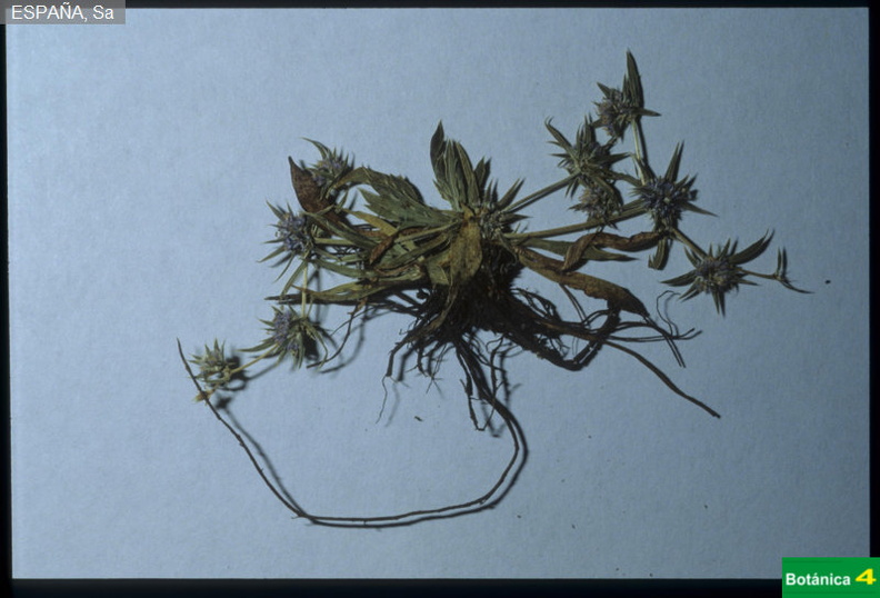 Eryngium viviparum fdl.jpg