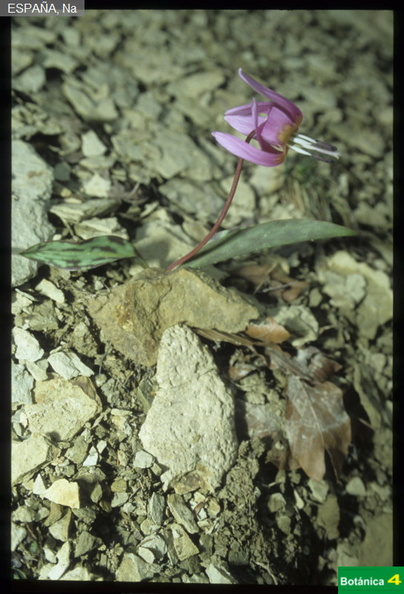 Erythronium dens-canis fdl.jpg