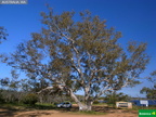 Eucalyptus camaldulensis x rudis