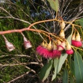 Eucalyptus caesica cf.