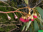 Eucalyptus caesica cf.