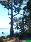 Eucalyptus cf pulchella