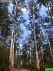 Eucalyptus diversicolor