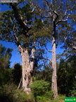 Eucalyptus diversicolor, E. jacksonii