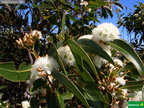 Eucalyptus drumondii cf.