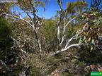 Eucalyptus drumondii