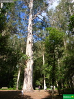 Eucalyptus globulus, O Avo, el abuelo