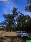 Eucalyptus gomphocephala, tuart