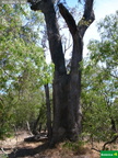 Eucalyptus gomphocephala, tuart