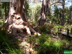 Eucalyptus jacksonii, Grandmother tingle