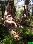 Eucalyptus jacksonii, Grandmother tingle