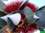 Eucalyptus macrocarpa
