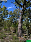 Eucalyptus marginata