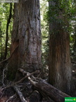 Eucalyptus oblicua
