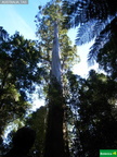 Eucalyptus regnans, Bigger tree