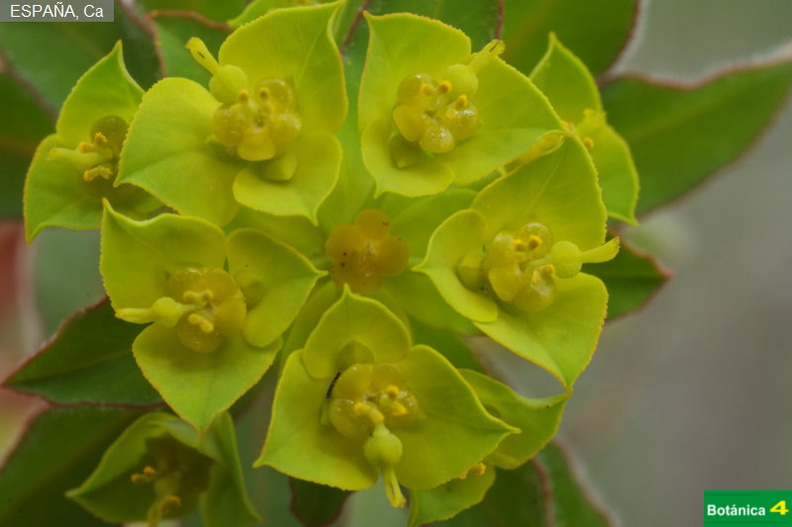 Euphorbia gaditana fdl-6.jpg