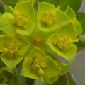 Euphorbia gaditana