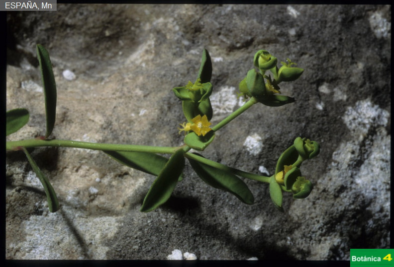 Euphorbia maresii