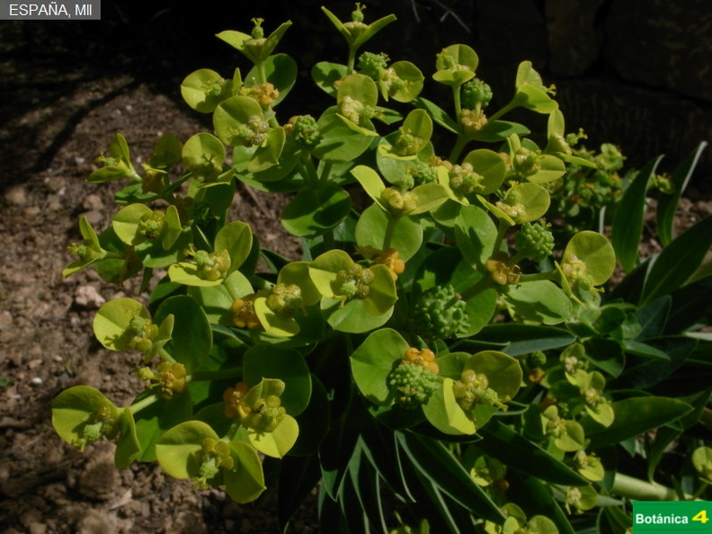 Euphorbia margalidiana fdl.jpg