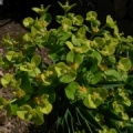 Euphorbia margalidiana
