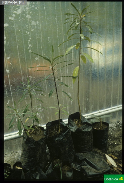 Euphorbia mellifera fdl.jpg