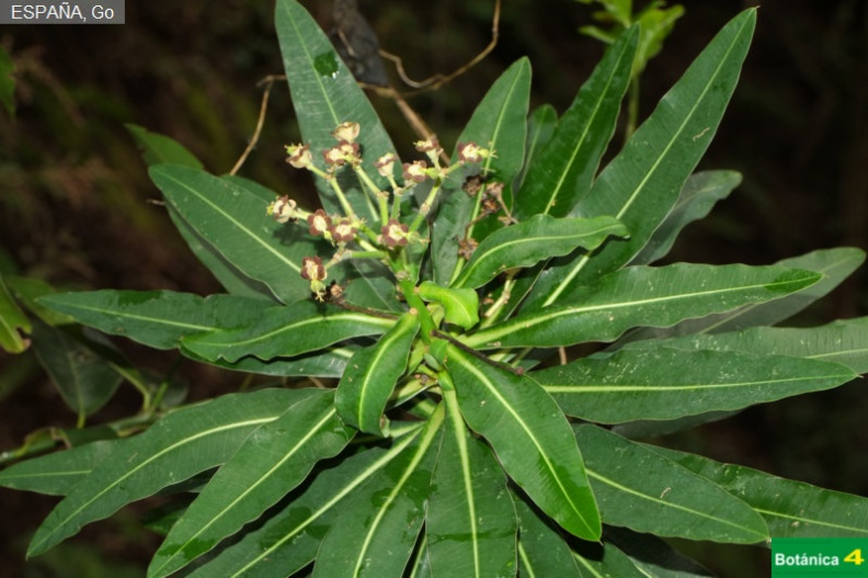 Euphorbia mellifera fdl-2.jpg