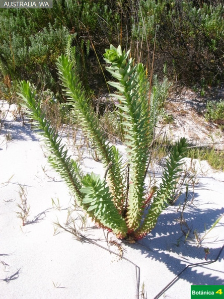 Euphorbia parallias