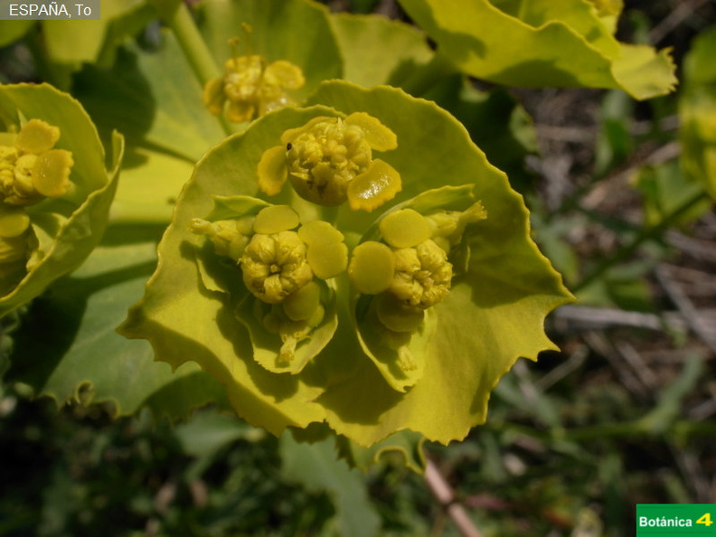 Euphorbia serrata cf.
