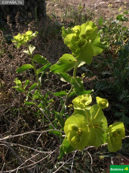Euphorbia serrata fdl-1.jpg