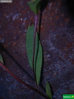 Eurybia sibiricus