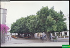 Ficus macrophylla, F. nitida, F. retusa