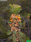 Gastrolobium ilicifolium