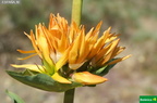 Gentiana lutea subsp. aurantiaca