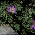 Geranium cinereum