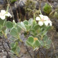 Geranium cuneatum subsp. tridens