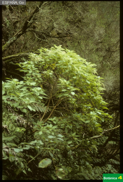 Gesnouinia arborea fdl.jpg