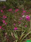 Gladiolus italicus cf.